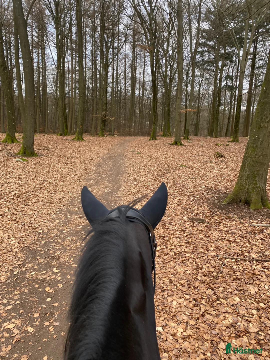 Galleribild {{count}}