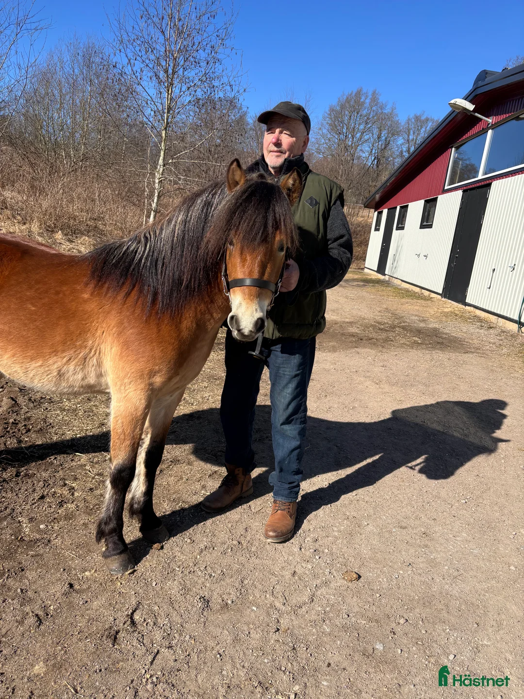 Allround hästar till salu: Energisk och positiv russhingst i Vårgårda - Annons 5