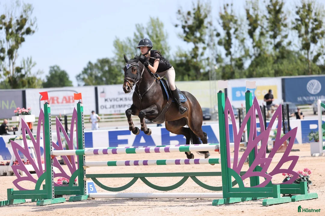 Hoppning hästar till salu: Lovande D-ponny med hjärta och potential 🌟❤️  - Annons 1