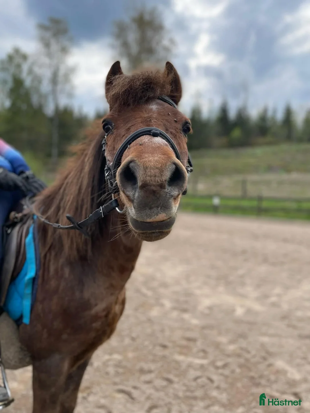 Allround hästar sökes: Häst sökes... i Kisa - Annons 1