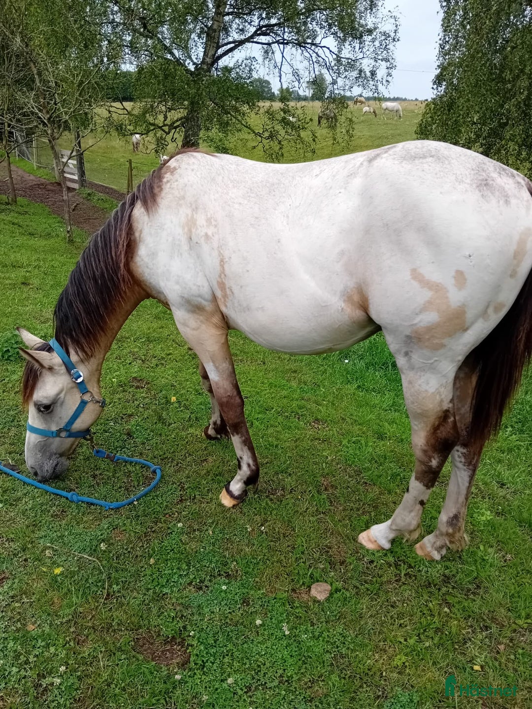 Allround hästar till salu: Appaloosa Colt i Sösdala - Bild 7
