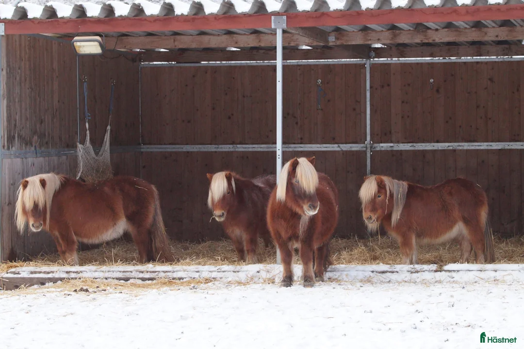  stallplats finnes: Lösdrift för a- och b-ponny Östertälje  i Södertälje - Annons 4