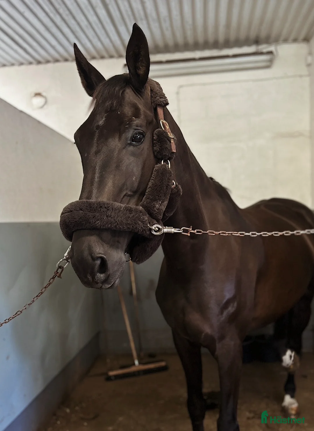 Dressyr hästar till salu: Oslipad diamant med stor personlighet 💎 i Skummeslövsstrand - Annons 2