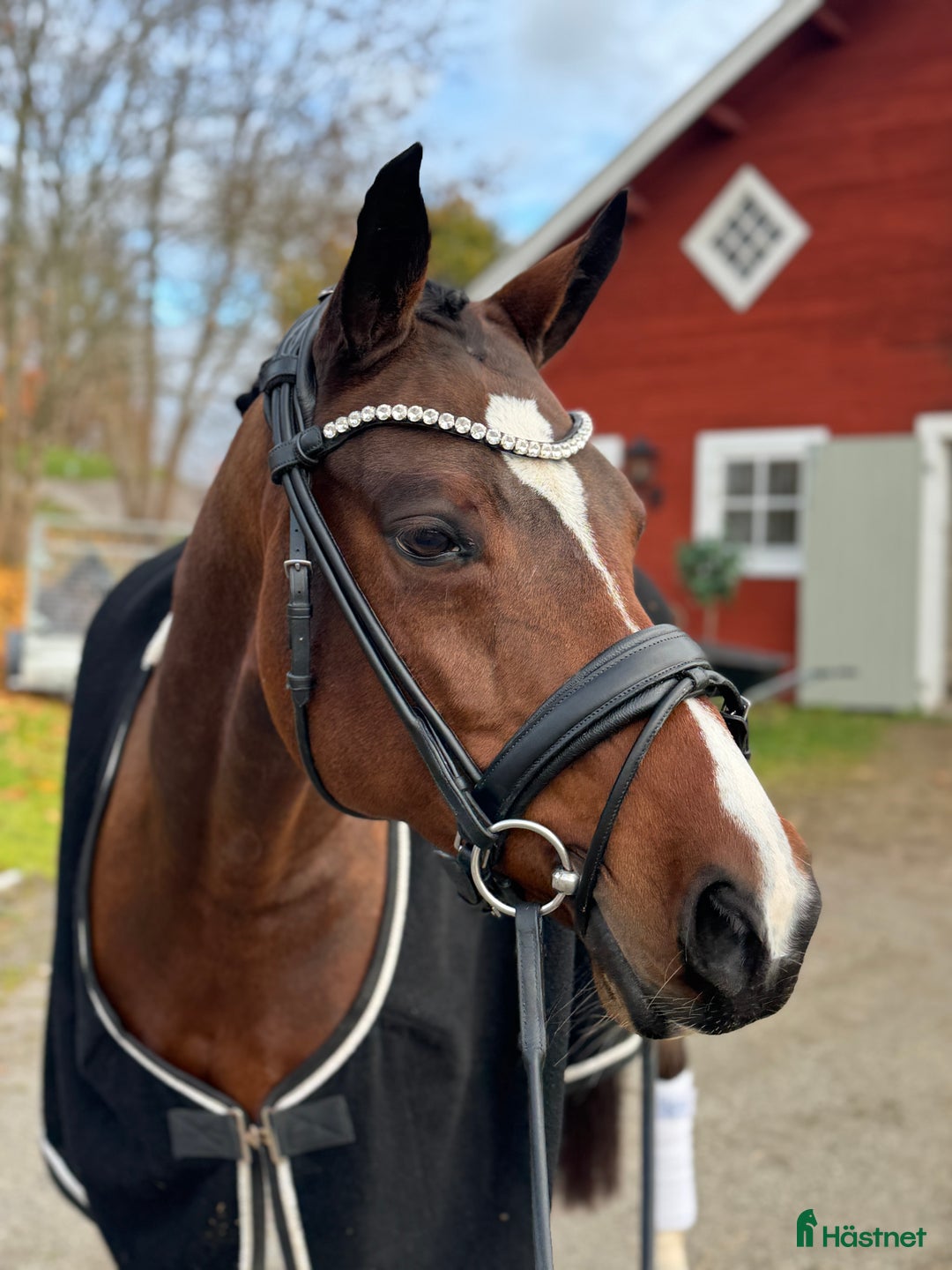 Dressyr hästar till salu: 🌟Superfin dressyr ponny 🌟 i Ekerö - Annons 1