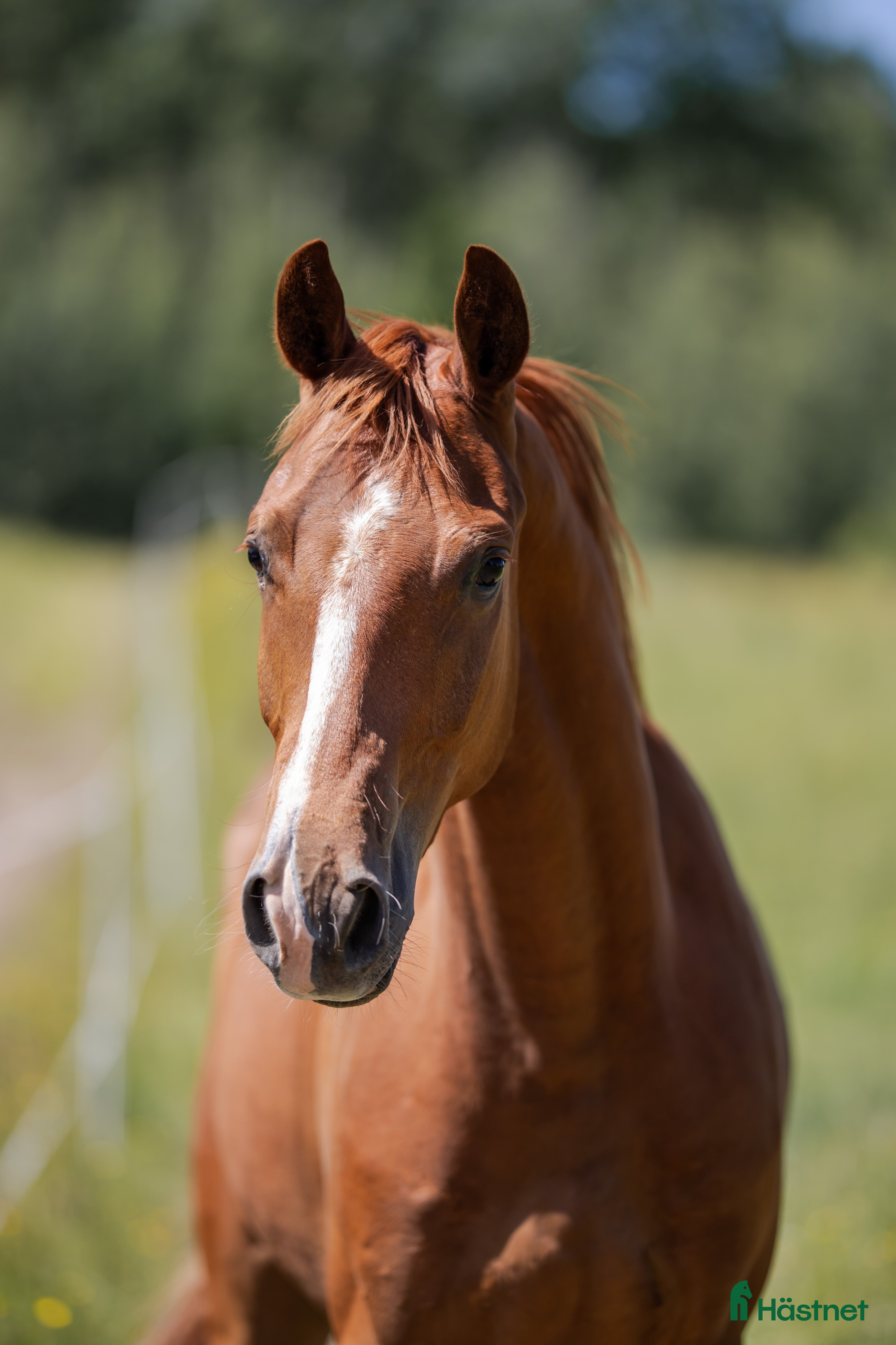  hästar Snygg och lovande treåring! i Kil - Annons 17
