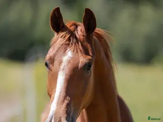hästar Snygg och lovande treåring! i Kil - Annons 10
