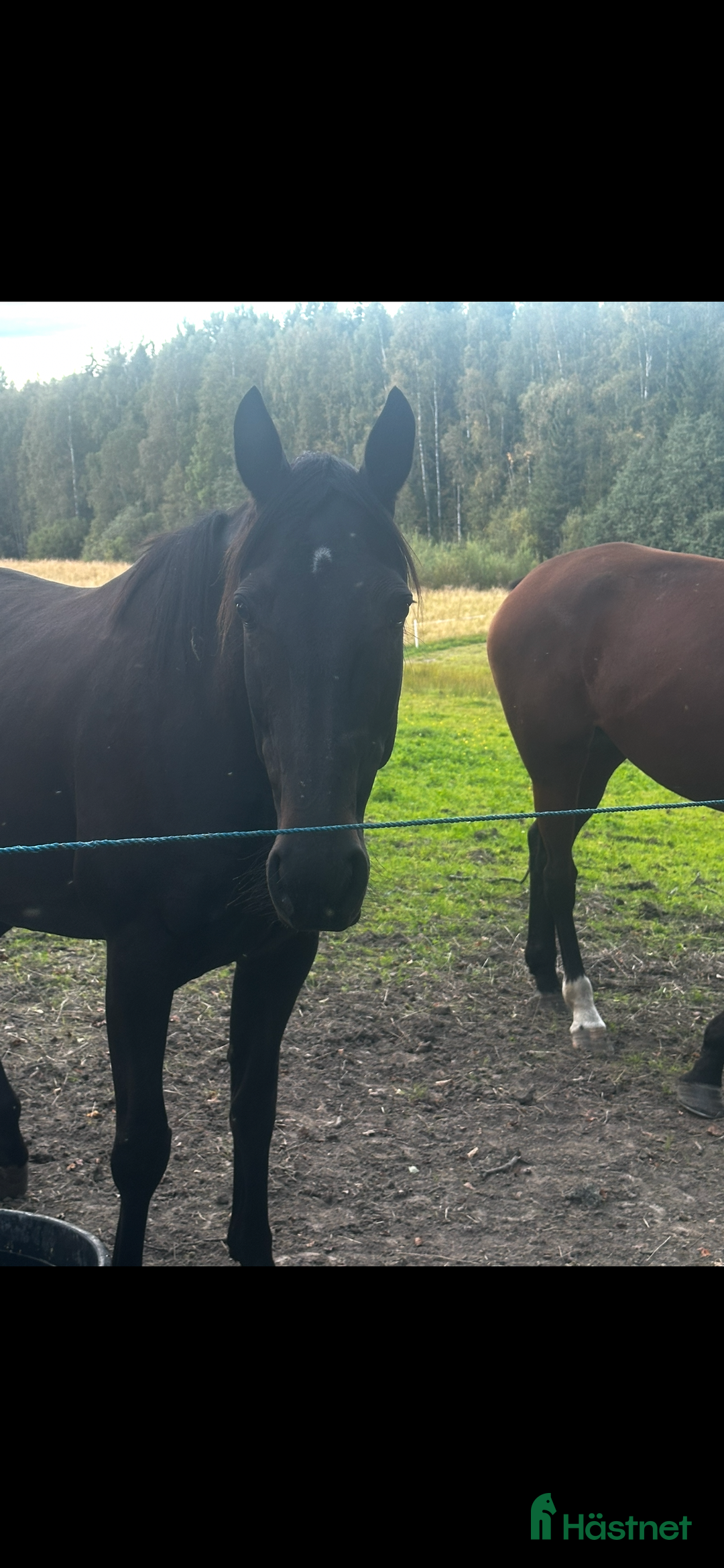 Allround hästar till salu: Ridtravare/ fölsto  i Kil - Annons 2