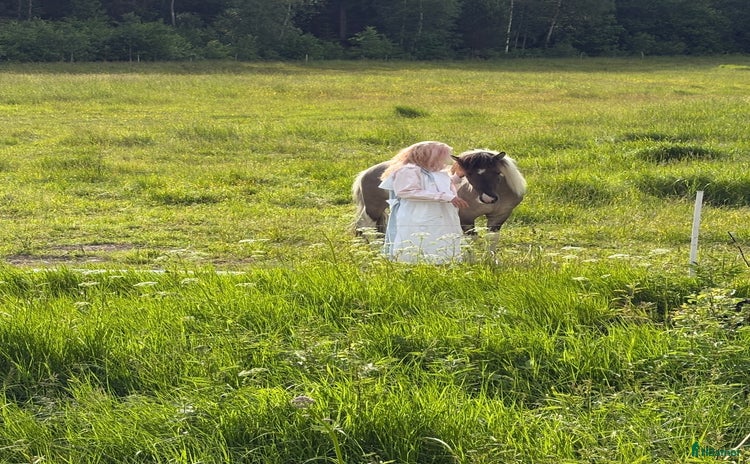  medryttarhäst finnes: Islands ryttare i Tungelsta - Annons 1