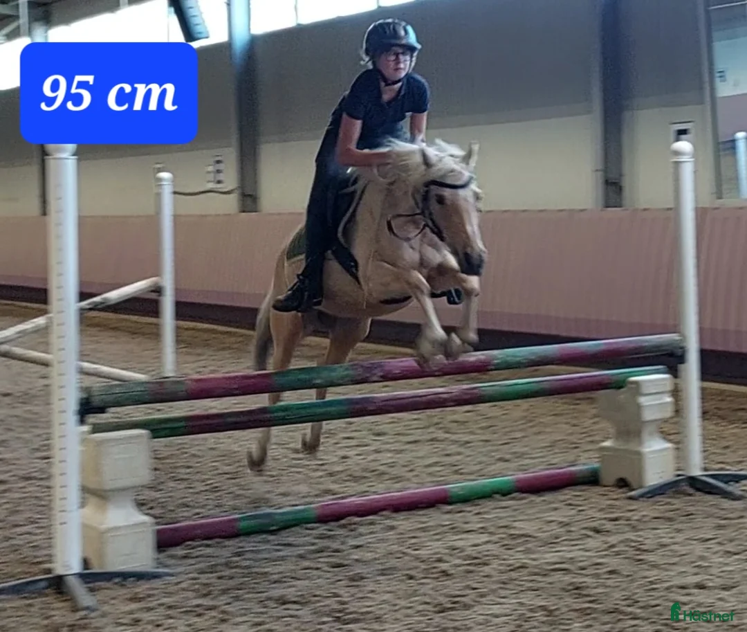 Allround hästar till salu: Elegant och feminin multitalang i Piteå - Annons 2