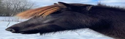Island hästar till salu: Vackert islandssto - Annons 4