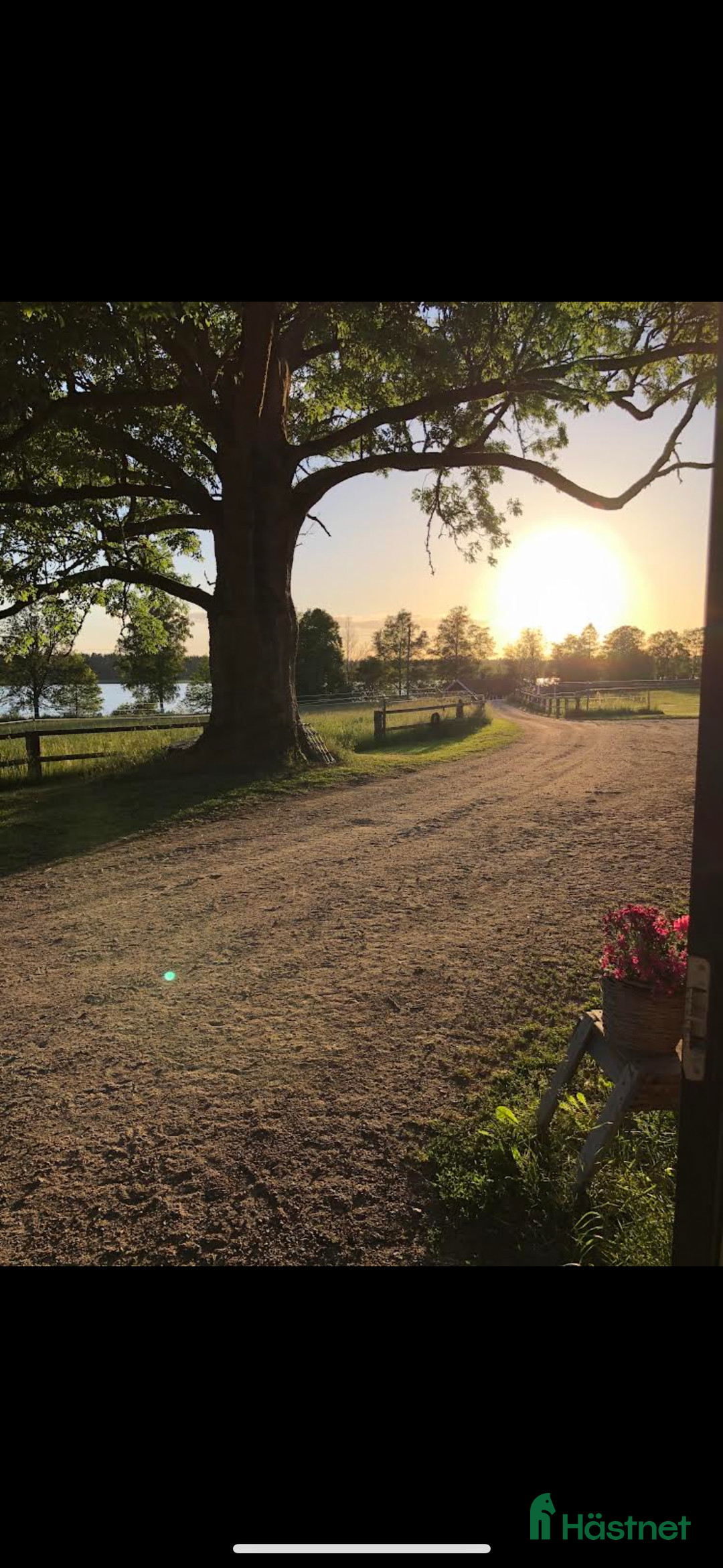  stallplats finnes: Lösdriftsplatser finnes  i Linneryd - Annons 6