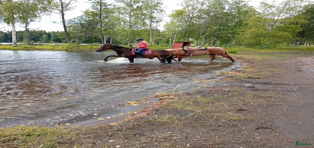 Galleribild {{count}}