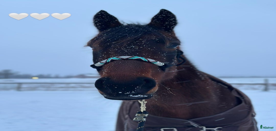 Galleribild {{count}}