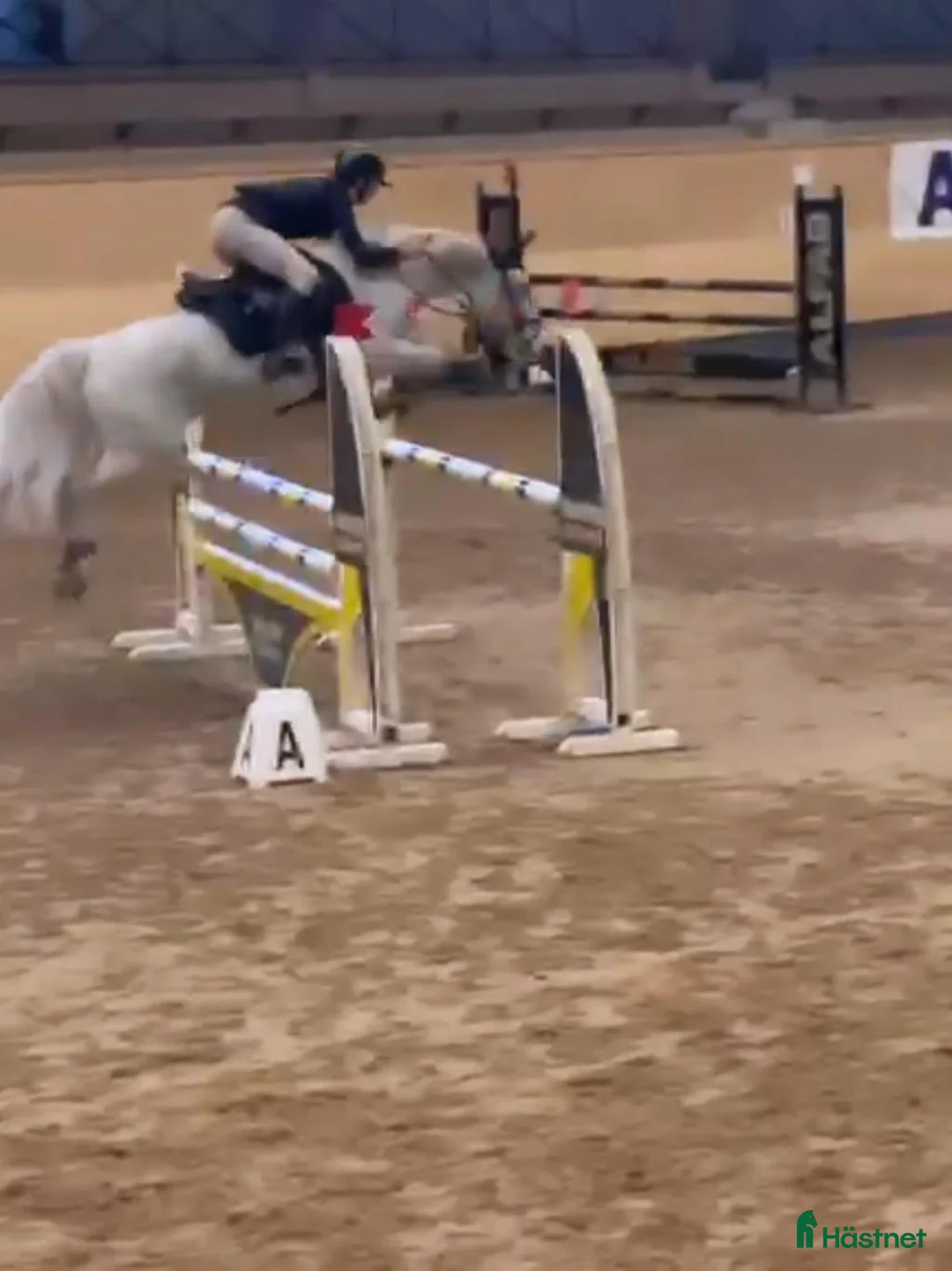 Hoppning hästar till salu: En unik maxad c-ponny! ✨️ - Annons 3