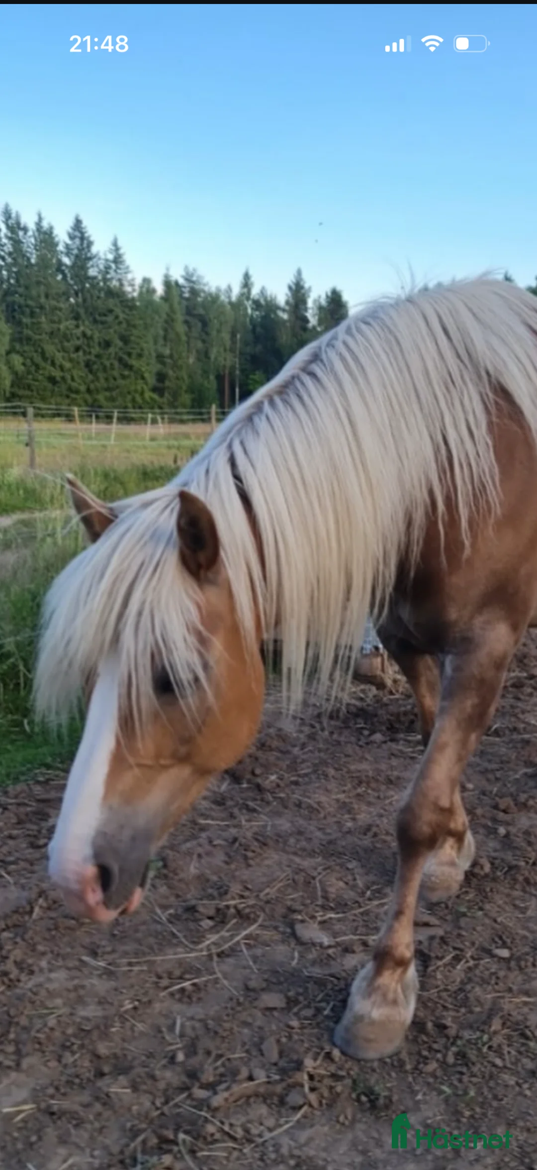 Allround hästar till salu: Sto söker för alltid hem i Hovås - Annons 2