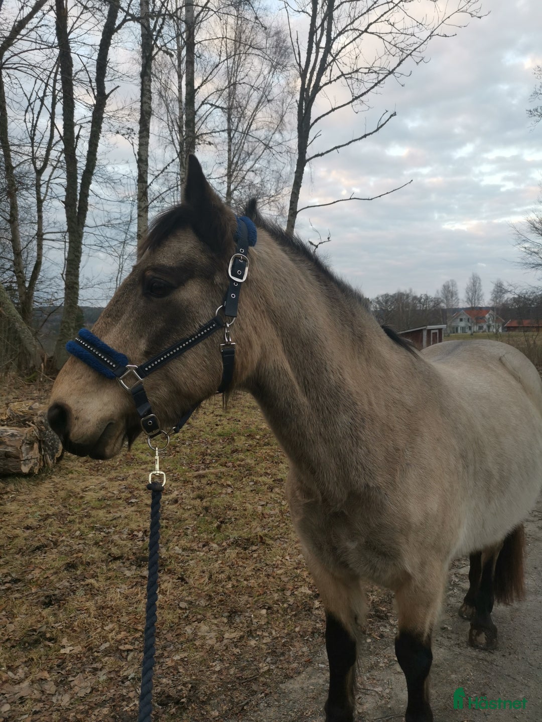 Allround hästar till salu: Världens bästa vän ❤️ i Sävedalen - Annons 2