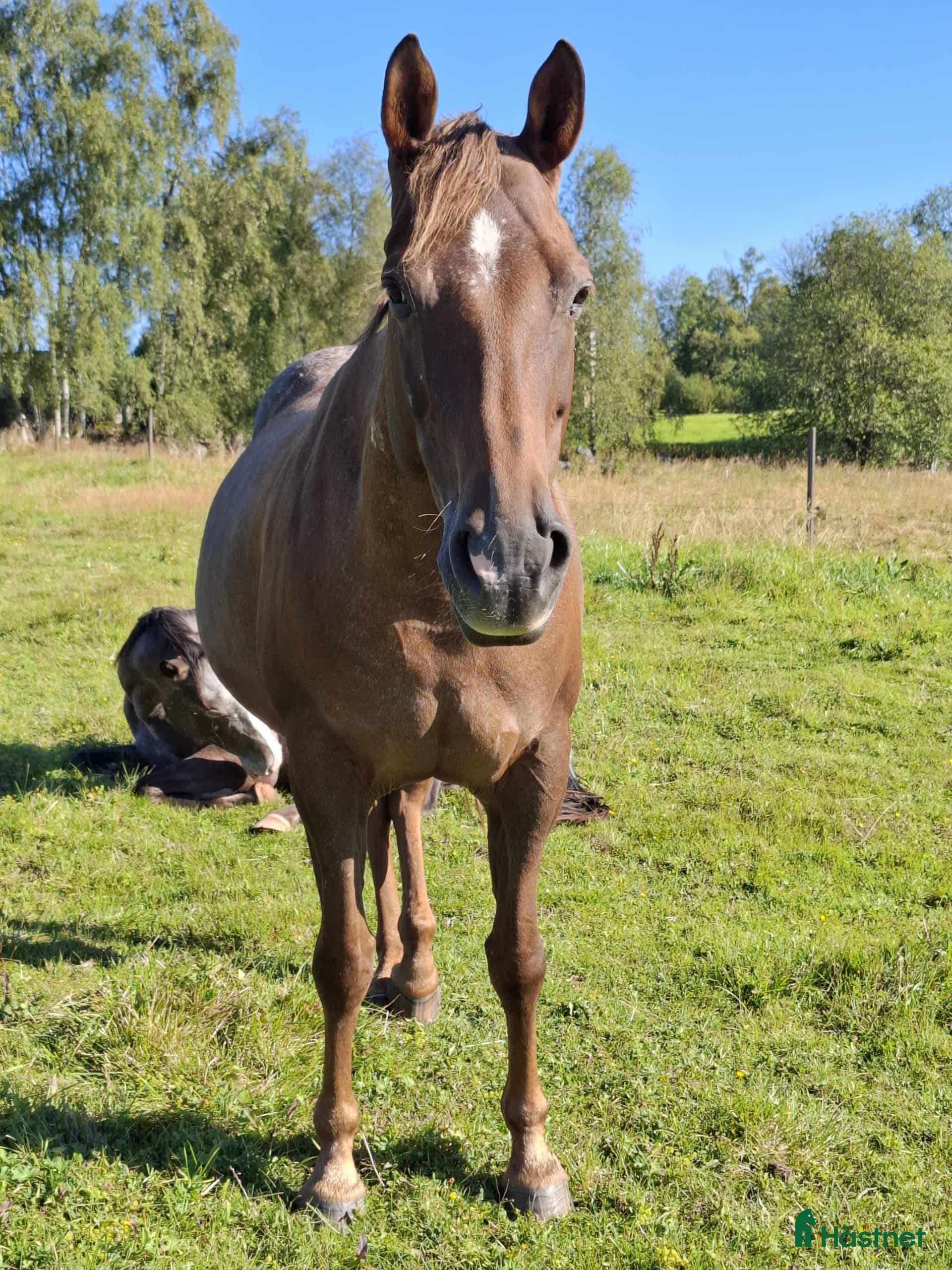  hästar Trevligt Appaloosa sto i Sävsjö - Annons 9