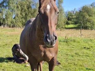 hästar Trevligt Appaloosa sto i Sävsjö - Annons 9