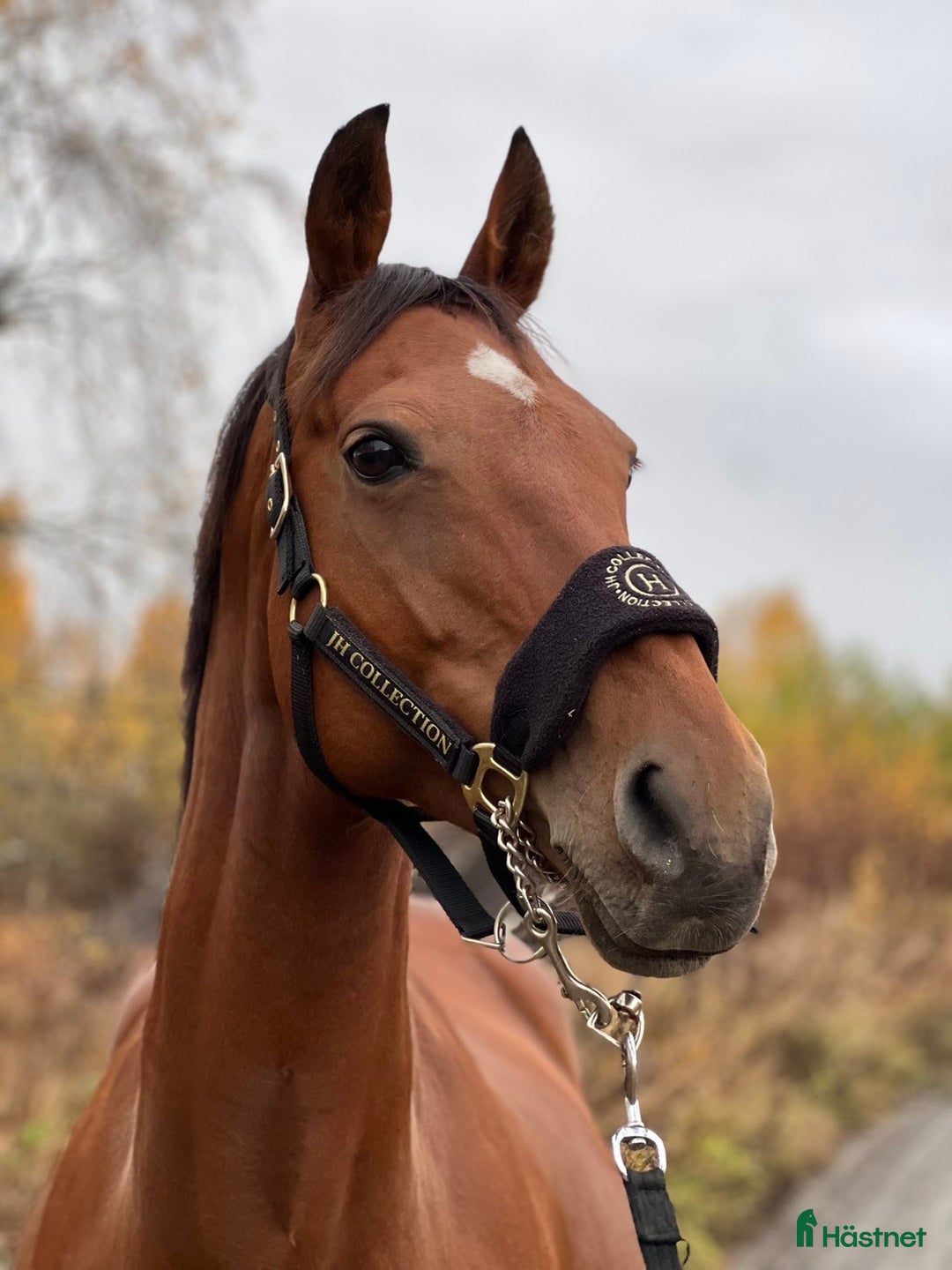 Allround hästar till salu: Piggt och trevligt allroundsto i Boden - Annons 2