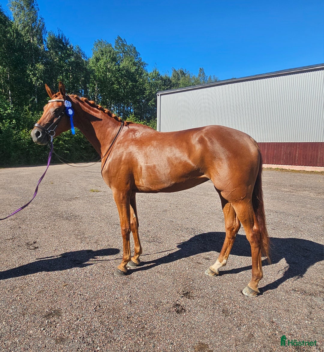  hästservice finnes: In/tillridning el igångsättning samt försäljning. i Stora Skedvi - Annons 1