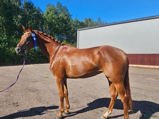 hästservice finnes: In/tillridning el igångsättning samt försäljning. i Stora Skedvi - Annons 4