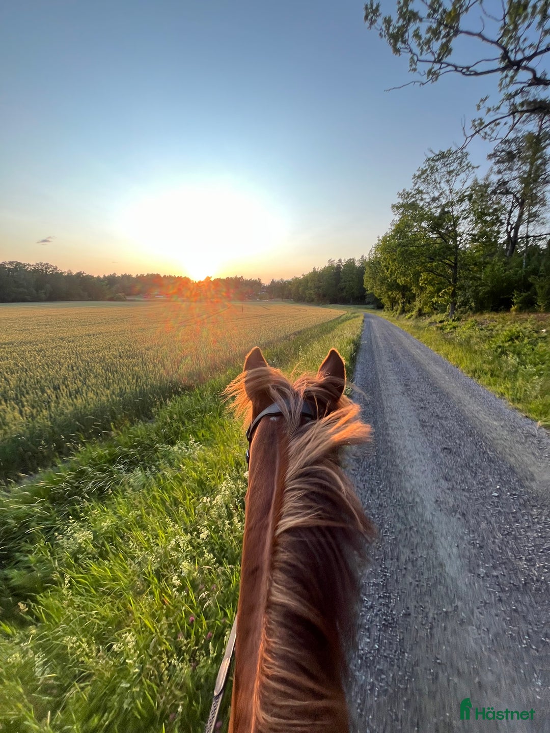 Allround hästar till salu: Rosettplockare och multitalang  i Gusum - Annons 6