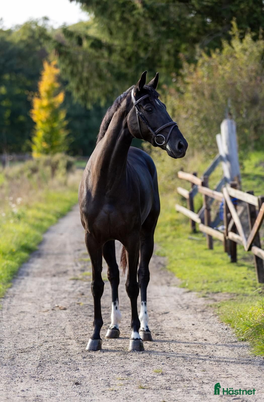  hästar Svart drömhäst - Baloubet du Rouet - Annons 2
