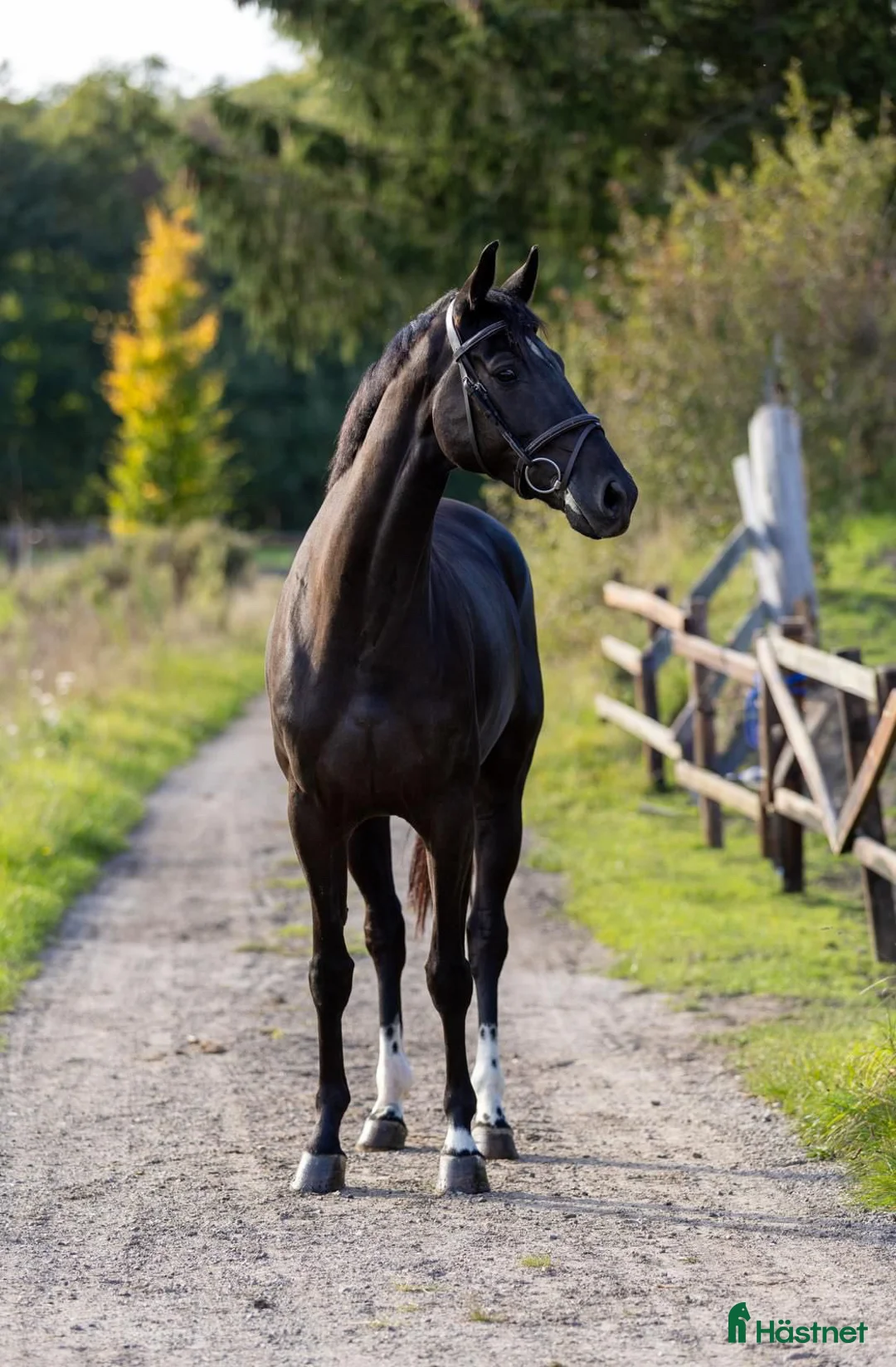 Hoppning hästar till salu: Svart drömhäst - Baloubet du Rouet - Annons 1