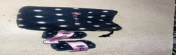 Schabrak & Vojlockar hästutrustning till salu: Polka Dot sett - Annons 3