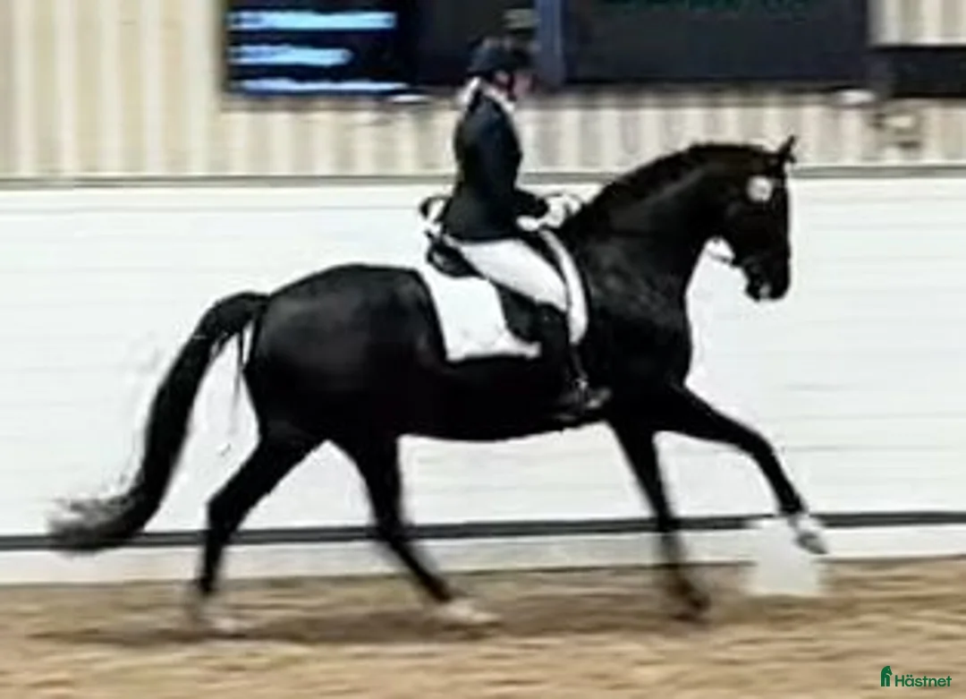 Galleribild {{count}}