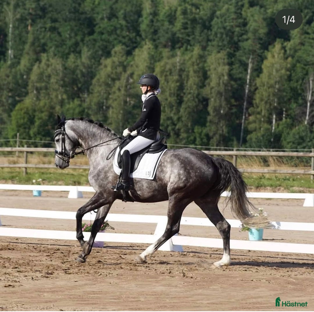 Dressyr hästar till salu: För evigt hem sökes i Norrköping - Annons 1