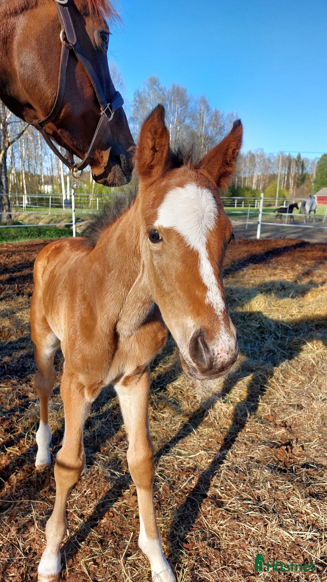 Dressyr hästar till salu: Magiskt snäll fölunge i Kusmark - Annons 5
