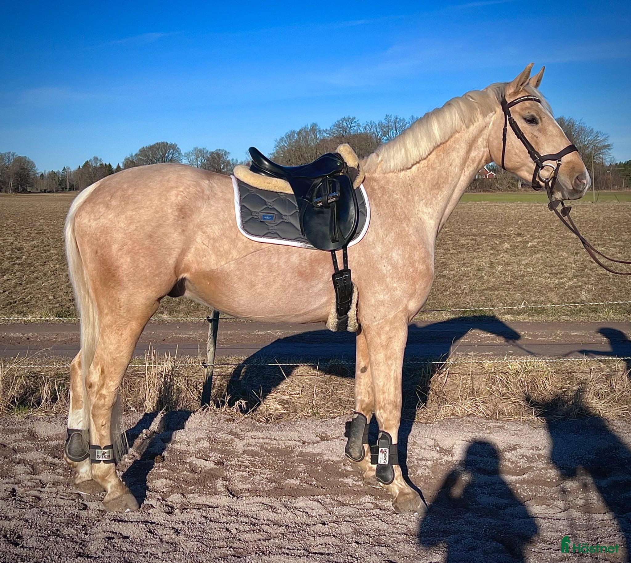 Dressyr hästar till salu: Drömmig SWB valack med utstrålning - Annons 1