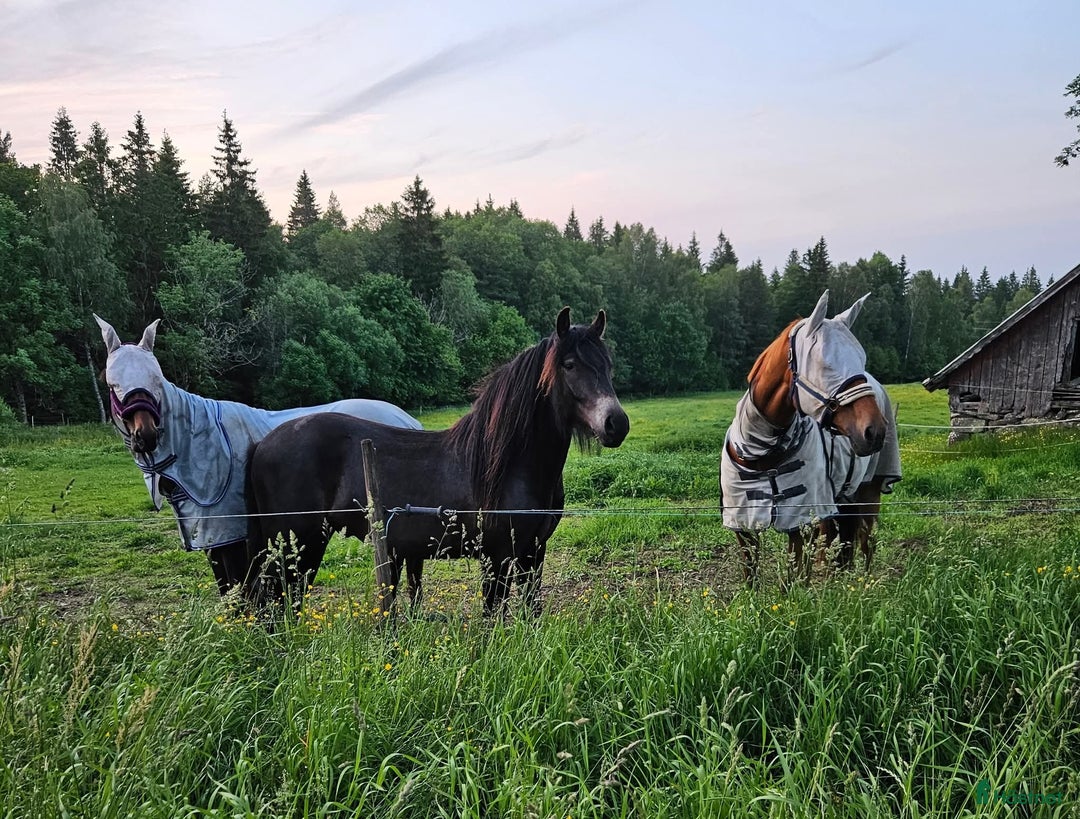  stallplats finnes: Hus på hästgård och stallplatser.  i Ljung - Annons 27
