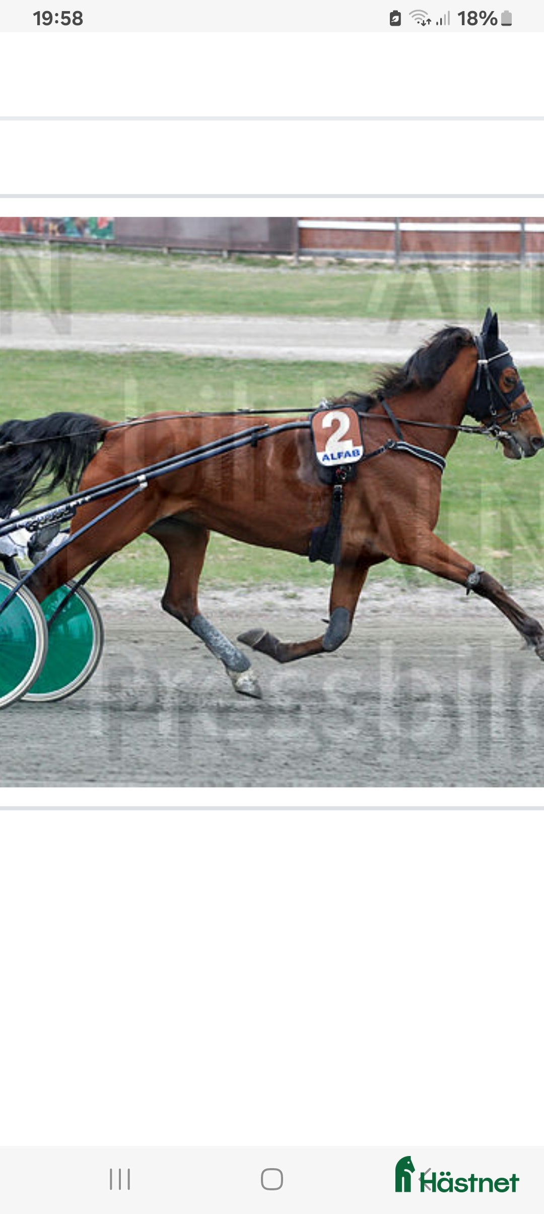 Trav hästar till salu: Starthäst..avel..ridhäst  i Strängnäs - Annons 3