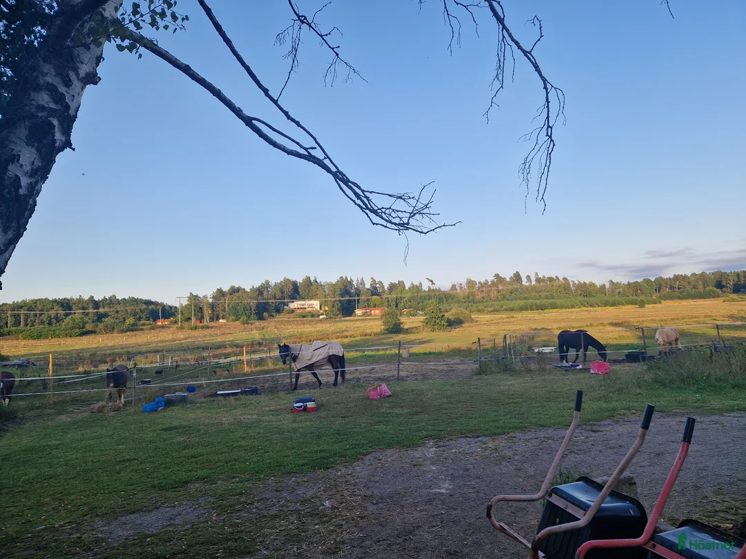  stallplats finnes: Stall plats finnes i Grödinge i Grödinge - Annons 5