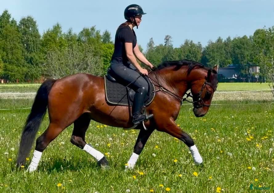  hästar Ponny för de största klasserna! - Annons 2