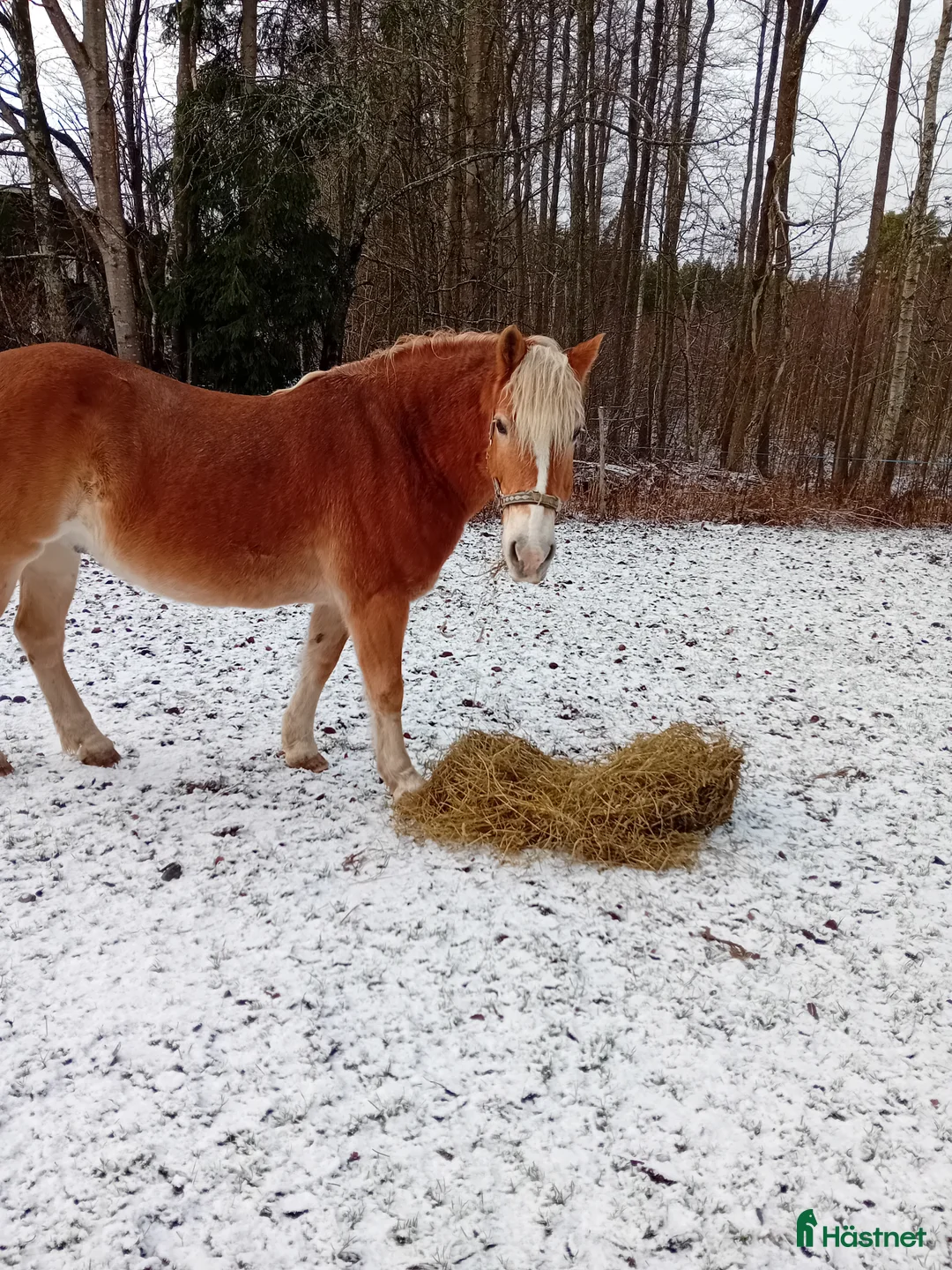 Allround hästar till salu: Söker nytt hem massa kärlek och långa uteritter  i Edsbruk - Annons 4