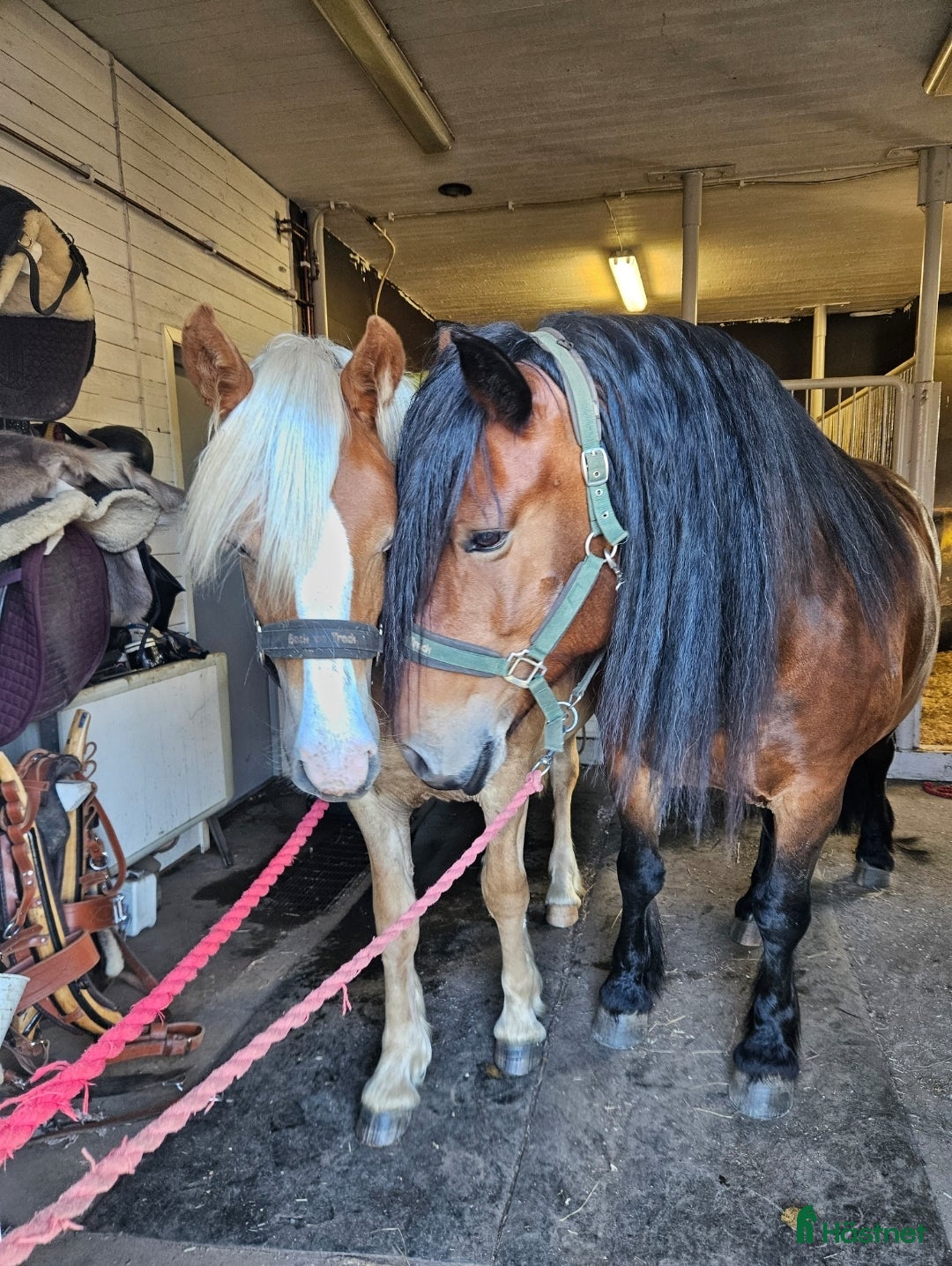  hästar Fux fröken Havtorn letar sin nya favoritmänniska. - Annons 2