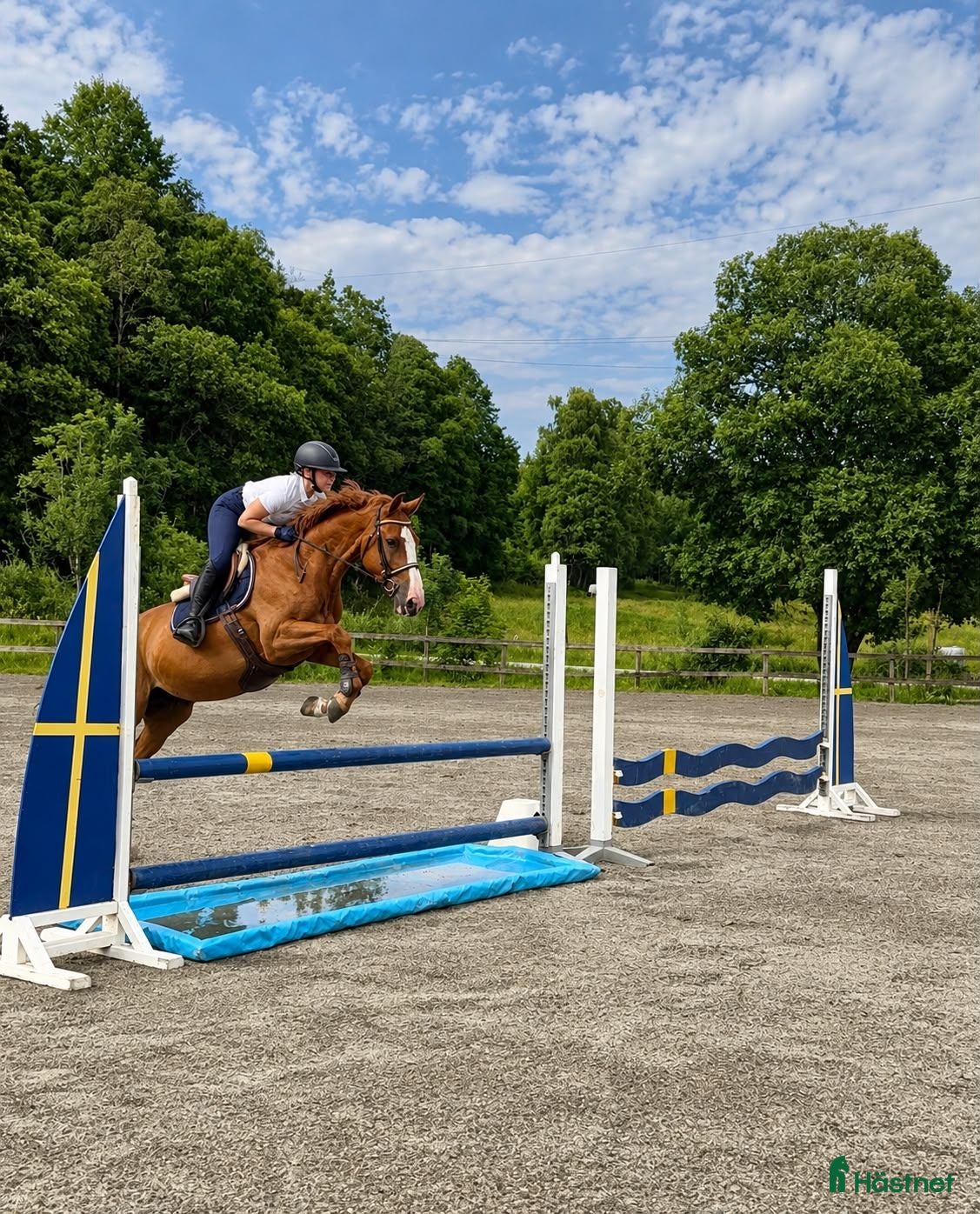  hästar Unghäst med fina kvaliteter - redo för tävling🌟 - Annons 1