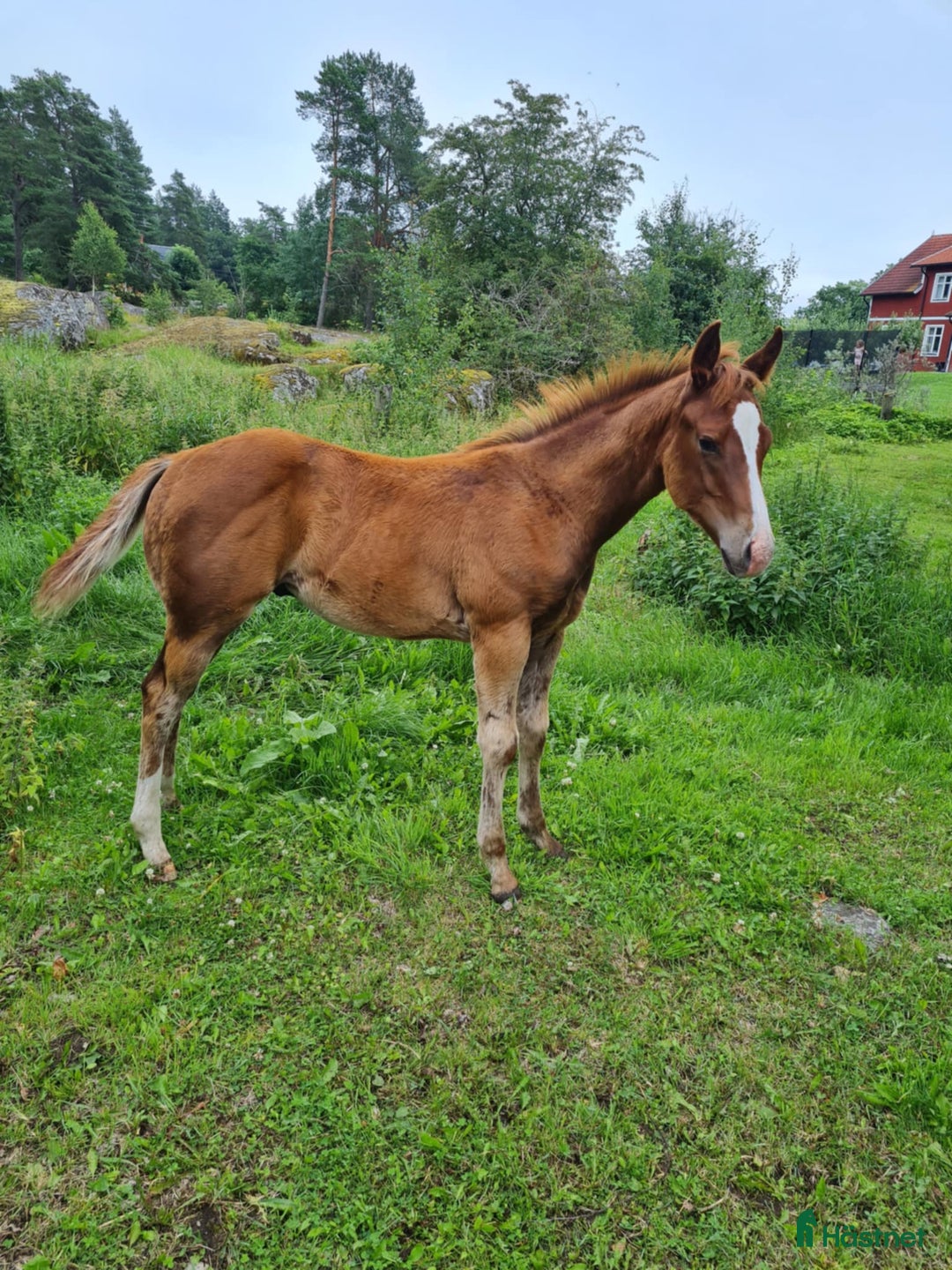 Western hästar till salu: Pleasure allround unghästar i Uppsala - Bild 6