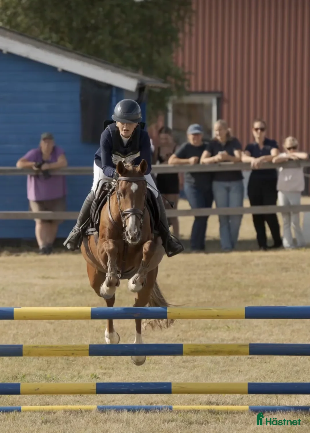 Fälttävlan hästar till salu: Underbar fräsch läomästare  - Annons 4