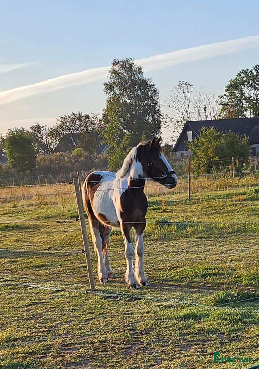 Allround hästar till salu: Supetrevlig irish cob - Annons 2