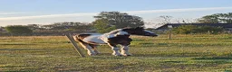 Allround hästar till salu: Supetrevlig irish cob - Annons 1