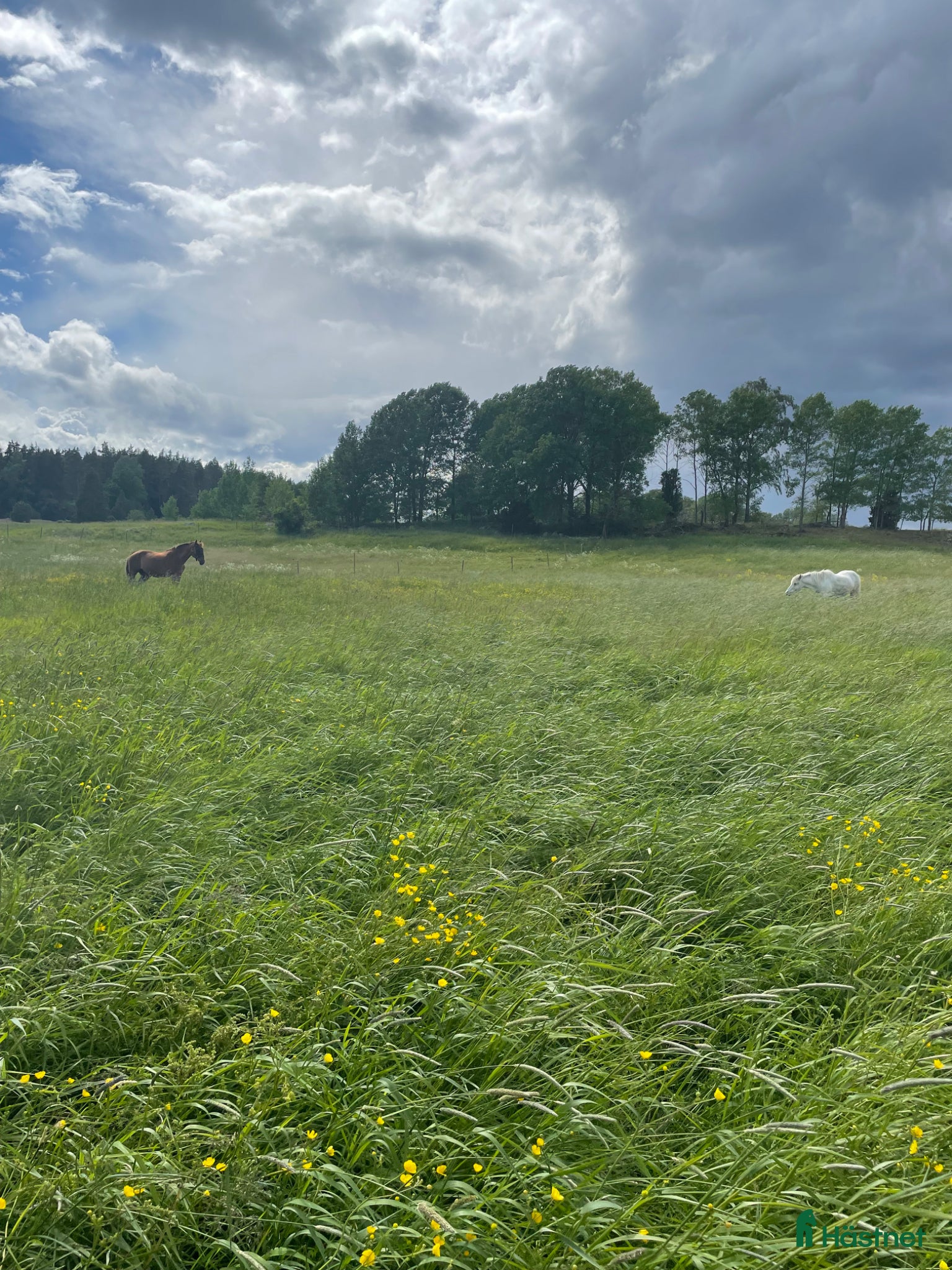  stallplats Sommarbete - Annons 14