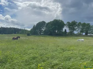 stallplats Sommarbete - Annons 14