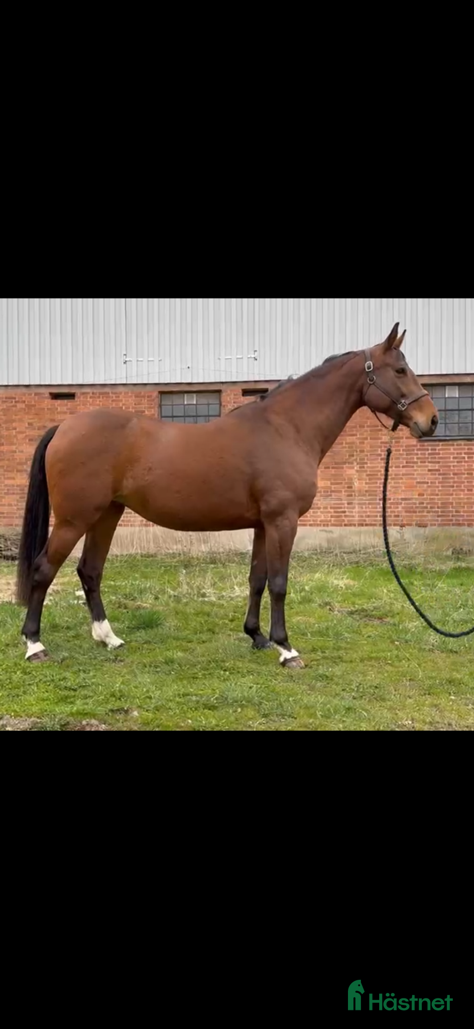  hästar Fint sto till avel - Annons 1