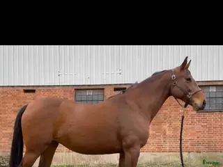 hästar Fint sto till avel - Annons 1