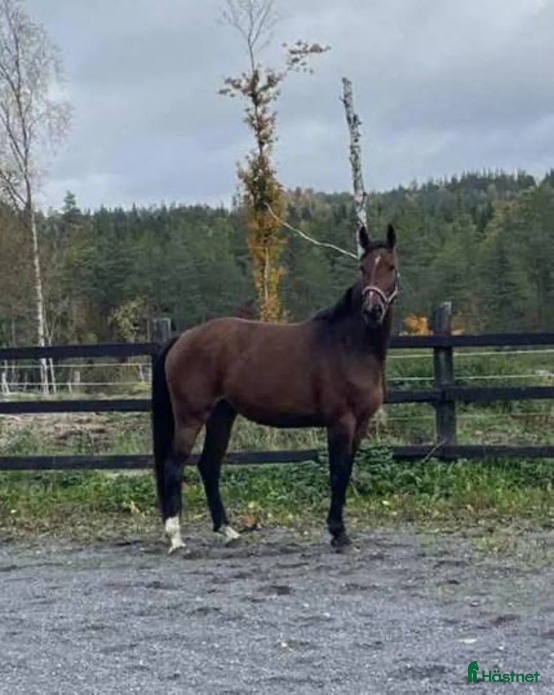 Allround hästar till salu: Halvblodssto född 2022 i Lammhult - Annons 4