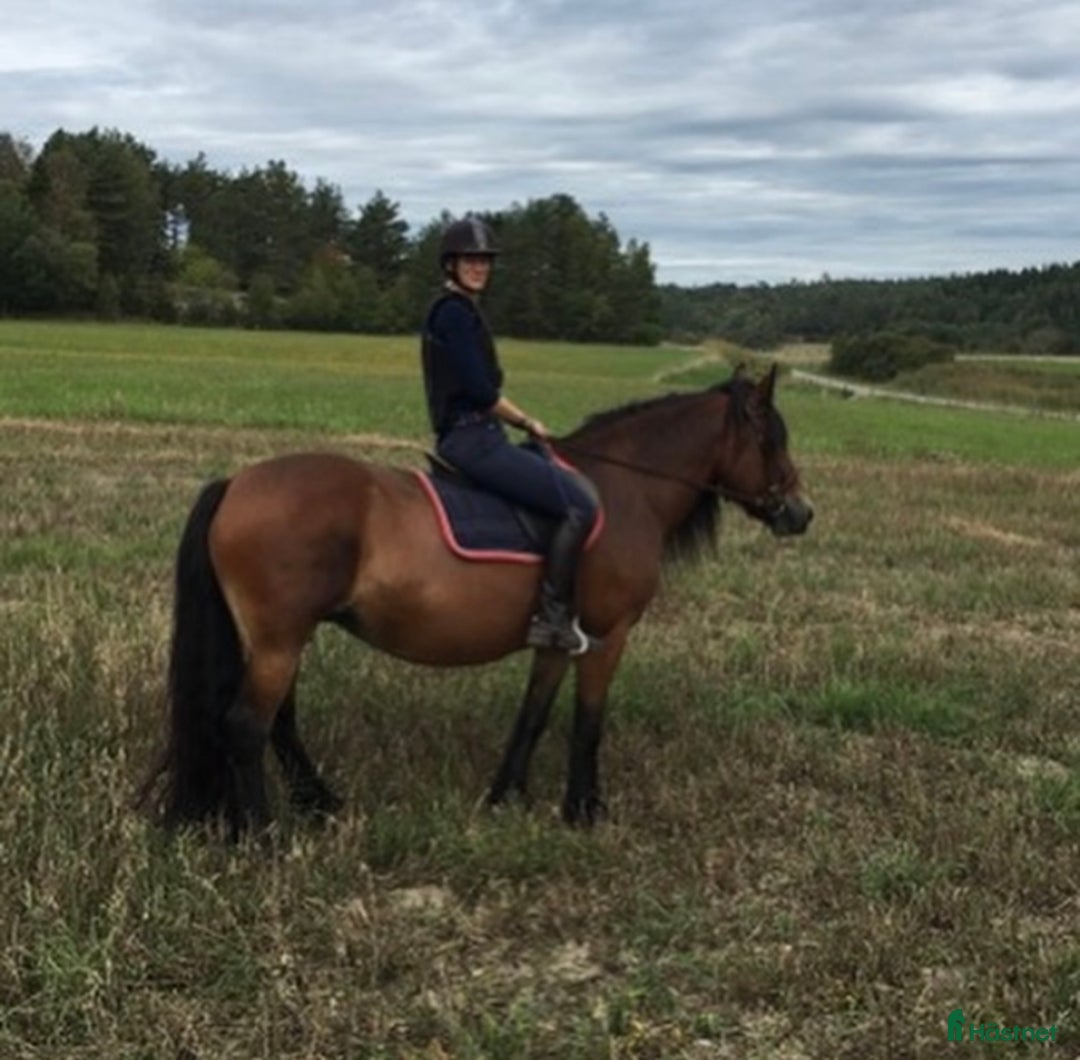 Allround hästar till salu: Diplom Sto i Hamburgsund - Annons 2